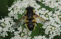 Myathropa-florea